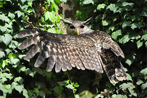 Spot-bellied eagle-owl_sml